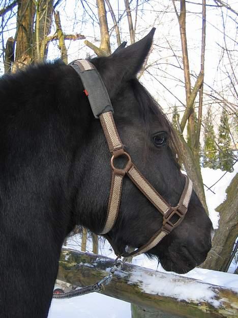 Welsh Cob (sec D) Dorthealyst Blacky billede 10