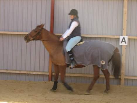 Dansk Varmblod Cenza - er vi lige ude og undersøge den nye ridehal.... 2006 billede 8