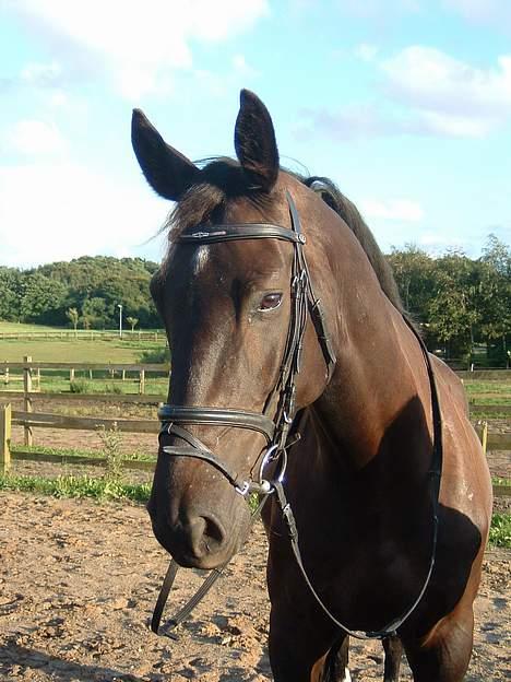 Dansk Varmblod Cherokee Tågerup billede 11