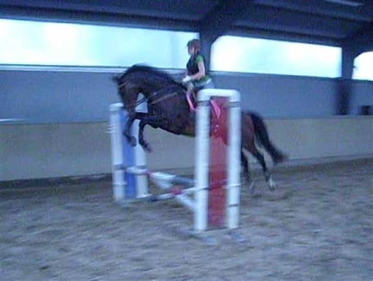 Dansk Varmblod Lund's Pamina - Spring med Mette på ryggen, en af det første gange under rytter. billede 11