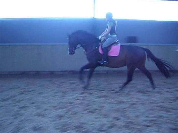 Dansk Varmblod Lund's Pamina - Spring med Mette på ryggen, en af det første gange under rytter. billede 12