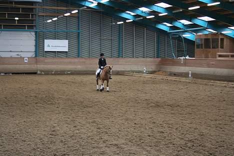 Haflinger Provence - stævne 1 april billede 18