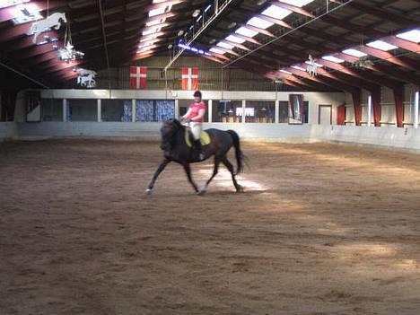 Anden særlig race Theis Fuglsang  - 23.09.2006 - En fin trav billede 2