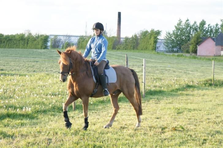 Tysk Sportspony Gizmo *Solgt* - Dressur på Gizmo, skridt - maj 09 billede 2
