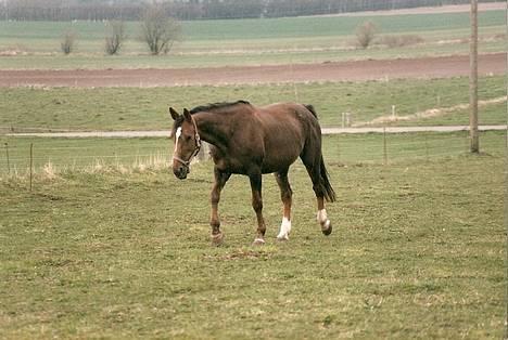 Traver Pam n s  •RIP• - Pam få dage efter min søster købte hende, ribben og ar kan anes! billede 16