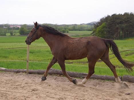 Traver Pam n s  •RIP• - Da min søster red hende(min søster der holder hende) billede 17