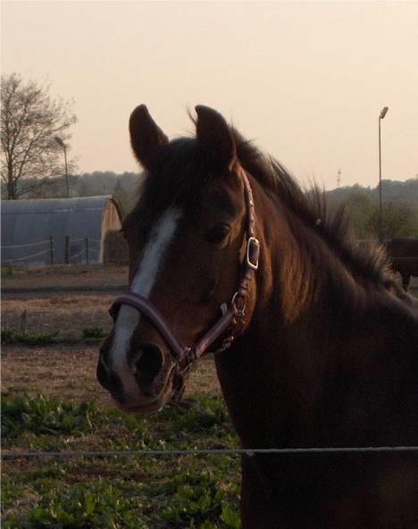 Anden særlig race Mira - Søde Mira<3  billede 1