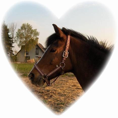 Anden særlig race Mira - Mira<3 billede 2