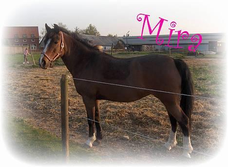 Anden særlig race Mira - er hun ikke flot ? billede 3