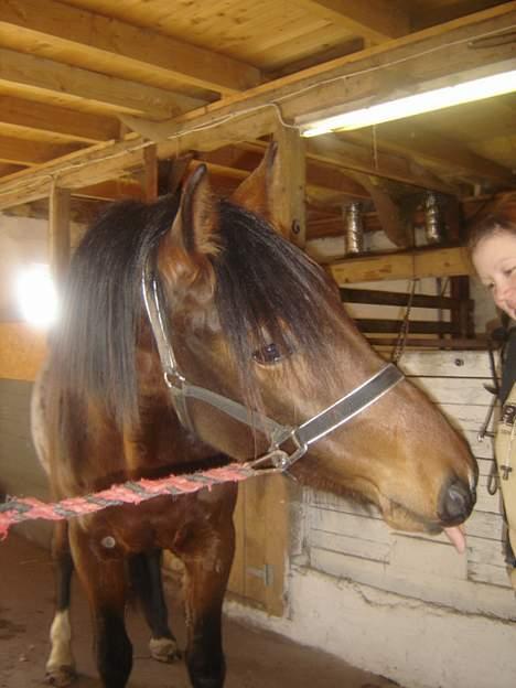 Anden særlig race Macon <3 (R.I.P 24.11.10) - hos sin forhenværende ejer.. 06 billede 2