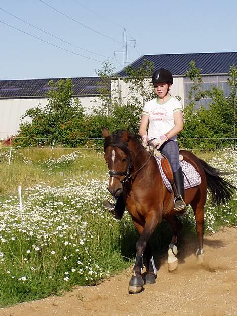 Anden særlig race Filur rakosi  solgt - lidt dressur efter 2 ugers fri ved ikk lige hva der sker med min fod :P billede 8