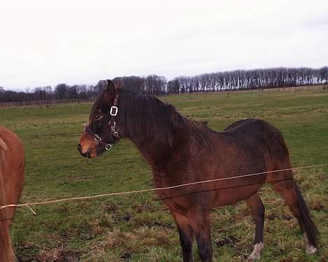 Anden særlig race Filur rakosi  solgt - filur da jeg så ham første gang billede 9