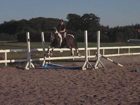 Anden særlig race Apache *Gl. Part billede 17