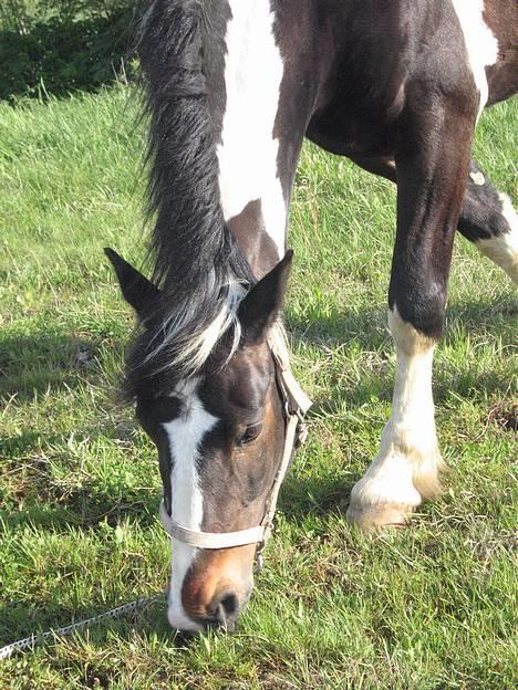 Anden særlig race Apache *Gl. Part - Ingen billede 18
