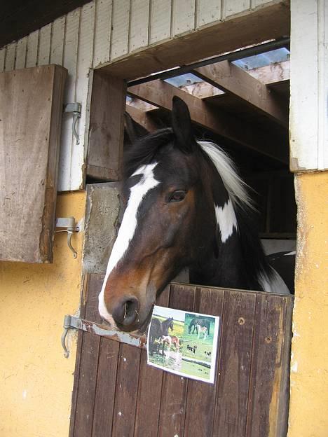 Anden særlig race Apache *Gl. Part - Hva så der?? billede 20