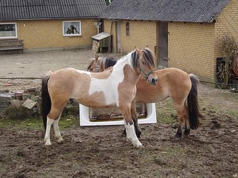 Anden særlig race Sunshine (SOLGT) - Skæve hest :b billede 10