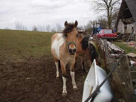 Anden særlig race Sunshine (SOLGT) - Sunshine <3 billede 11