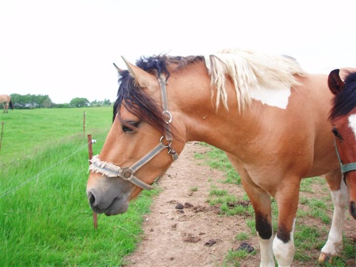 Anden særlig race Sunshine (SOLGT) - Smukke (: billede 15