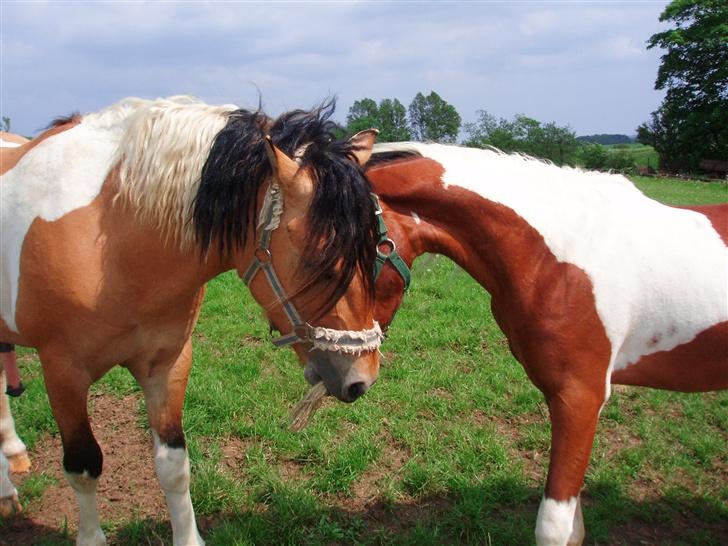 Anden særlig race Sunshine (SOLGT) - Sunshine og Kashmir (: billede 16