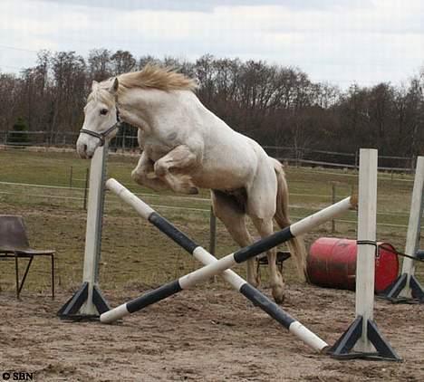 Appaloosa Coco - Løsspringning, april. billede 4