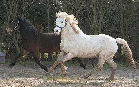 Appaloosa Coco billede 5