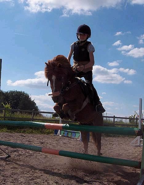 Dartmoor Samson *SOLGT* - Hoppla! 80 CM. billede 18