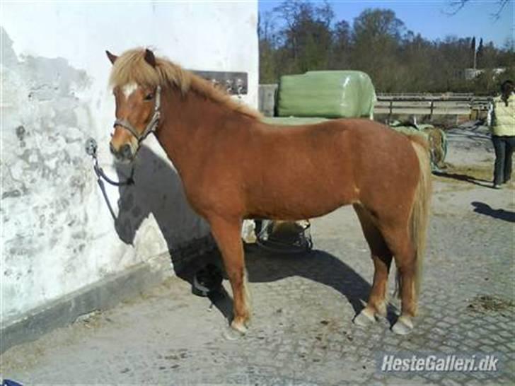 Islænder Lukka fra Flødal (SOLGT) - Smuuuuukke hest.. men hun har ikk lige så mange store muskler her ;) billede 1