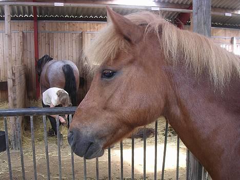 Islænder Lukka fra Flødal (SOLGT) - Lukka på Enghøjs ponyclub ´06! :D Med Inaction i baggrunden ;) Kønt hovede ikke? billede 2
