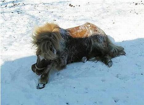 Islænder Lukka fra Flødal (SOLGT) - Ååh rulle, klø! Så dejligt! Det bedste! Og så på det her fugtige hvide underlag :D billede 3