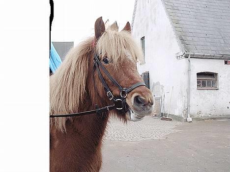 Islænder Lukka fra Flødal (SOLGT) - Lukka til fastelavn som Prinsesse :) Hun var skide køn den dag :p billede 4