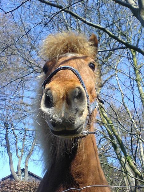 Islænder Lukka fra Flødal (SOLGT) - Smukke Lukka set nedefra :) billede 5