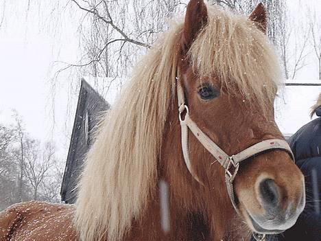 Islænder Lukka fra Flødal (SOLGT) - d. 1/3-05.. den dag jeg overtog Lukka <3  billede 6