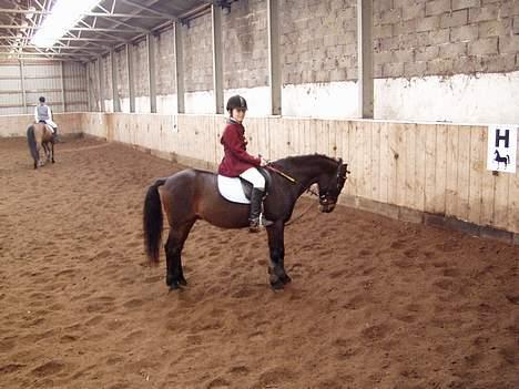 Anden særlig race  Elevhest Robin - Stævne igen taget af: Gitte Jensen billede 5