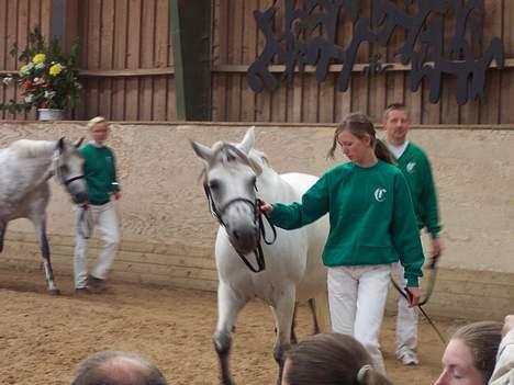 Connemara Stjernhøjs Tiggy C 925 - Tiggy og jeg til kåring, lidt koncentreret, vi skal jo gå i takt lille søde hest. :) billede 10