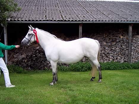 Connemara Stjernhøjs Tiggy C 925 - Tykke Tiggy 1. præmie til Connemarakåringen 2005 DYGTIG HEST billede 11