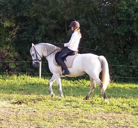 Connemara Stjernhøjs Tiggy C 925 - "Sikke en dejlig dag det er i dag" billede 12