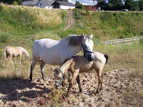 Connemara Stjernhøjs Tiggy C 925 - ”Åh, hvor er jeg træt, jeg hviler lige hoved på dig Caloway”  billede 13