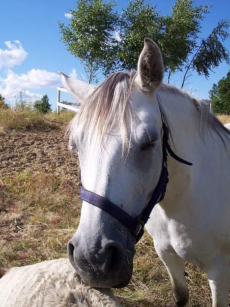 Connemara Stjernhøjs Tiggy C 925 - "Åh hvor er jeg træt, den sol går lige i hovedt" billede 14