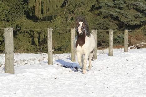 Shetlænder Prins Ludwig (solgt) billede 8