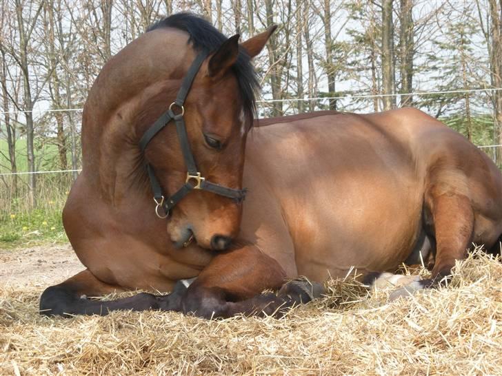 Dansk Varmblod Rondo Quintus, Solgt, R.I.P. - nr. 3, ligger lige og hygger:-) billede 3