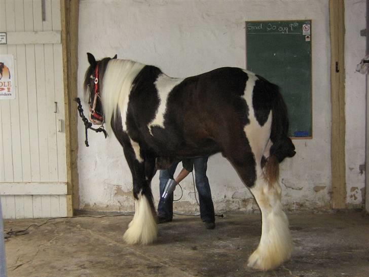 Irish Cob Kavanaugh - 11 august 2007 - der pyntes til western opvisning i tandslet billede 23