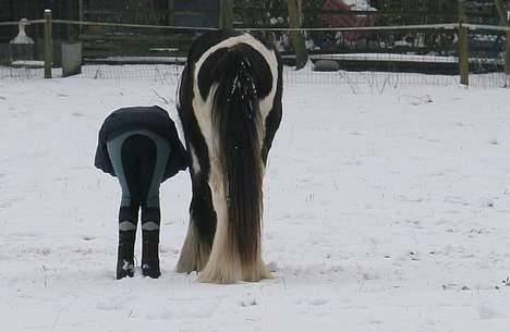 Irish Cob Kavanaugh - Hmm jeg ved ikke lige hvad DU laver Camilla - men JEG prøver altså at finde en tot græs / Marts 2006 billede 26