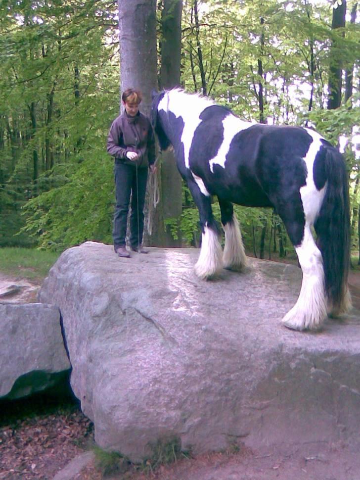 Irish Cob Kavanaugh - Gåtur i skoven den 9 maj 09 - vi fandt en lille sten som jeg klatrede op på - i håb om at lokke Kavan med...... .. billede 12