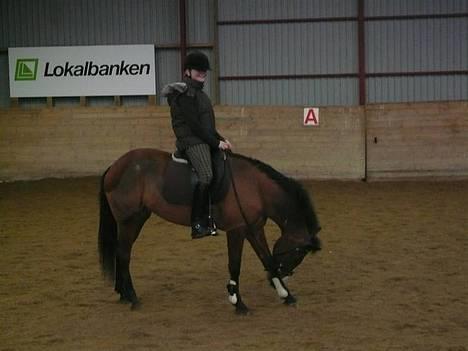 New Forest Miss Potter <3 - Det klør. Fotograf: Fie Sørensen billede 6