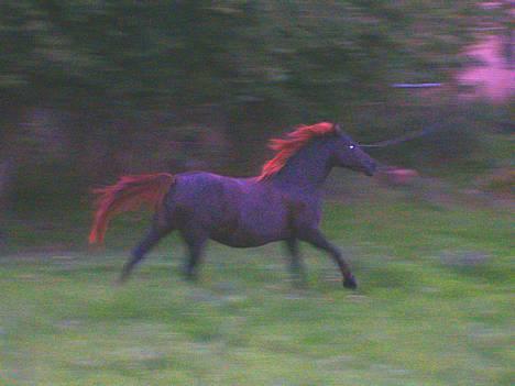 DSP Rolighedens Rosa billede 3