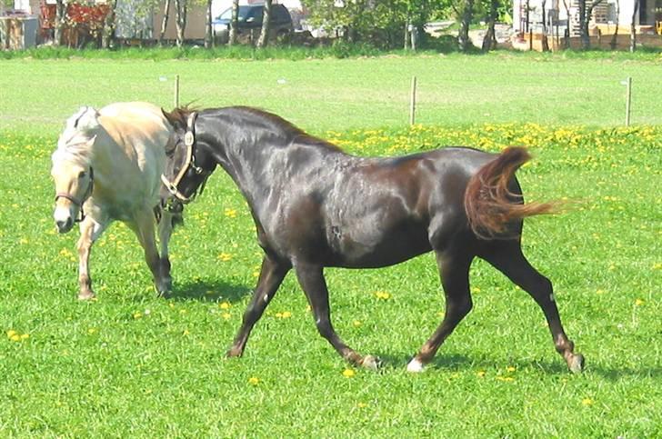 DSP Rolighedens Rosa billede 4