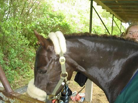 DSP Rolighedens Rosa billede 7