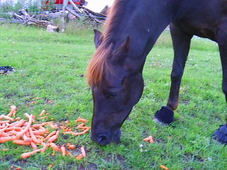 DSP Rolighedens Rosa billede 9