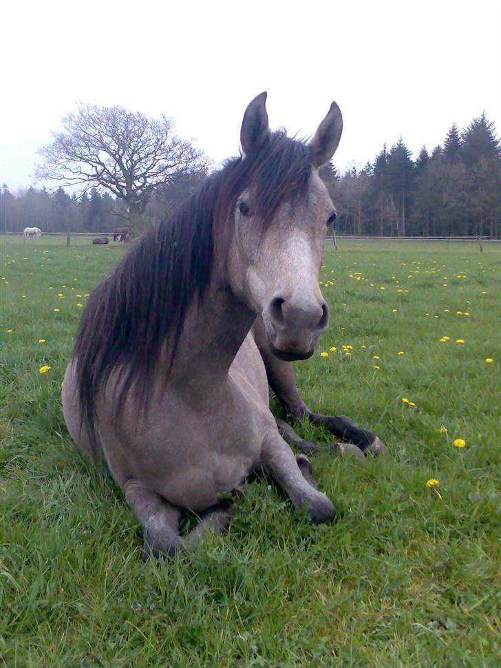 Sportsaraber (A) So El Diabla billede 5