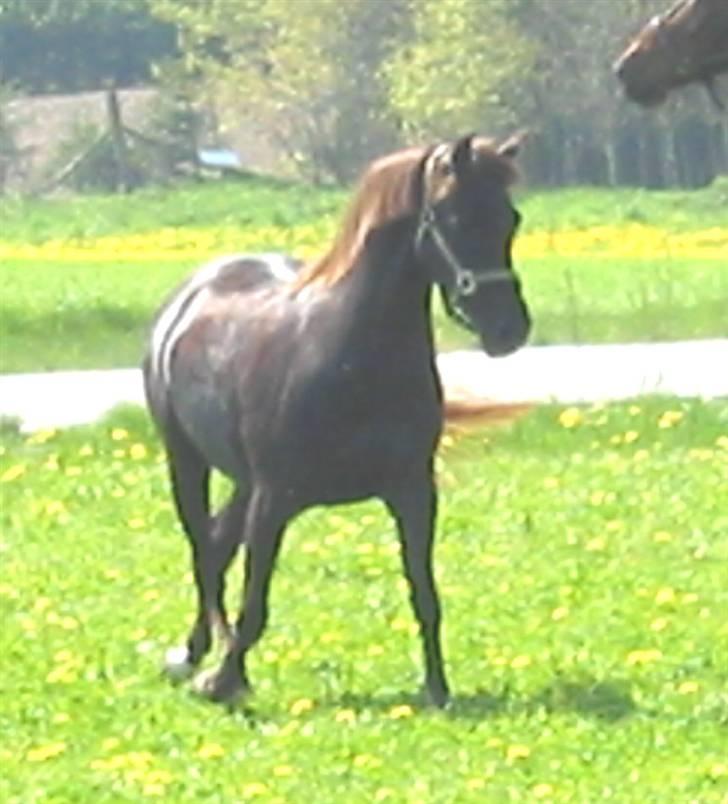 DSP Rolighedens Rosa billede 10